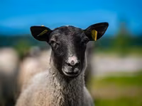 Carnero, Romanov sheep — foto 1