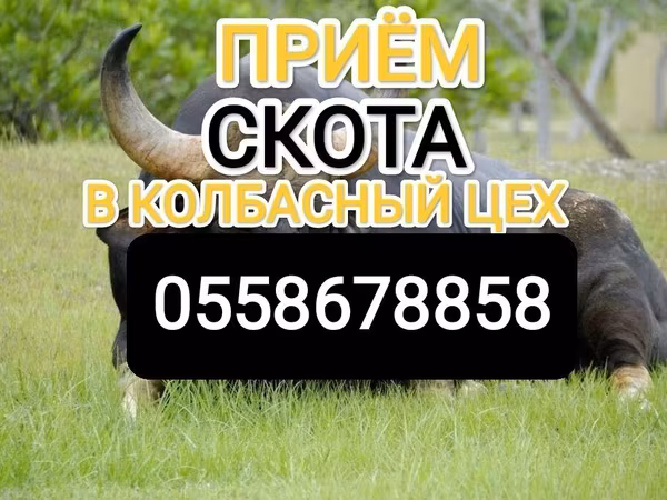 Бык, Коровы
