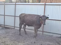 Kuh, Swiss cattle — Foto 4