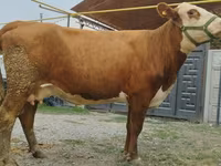 Vaca, Simmental cattle — foto 6