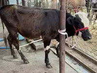 Bulle, Swiss cattle — Foto 3