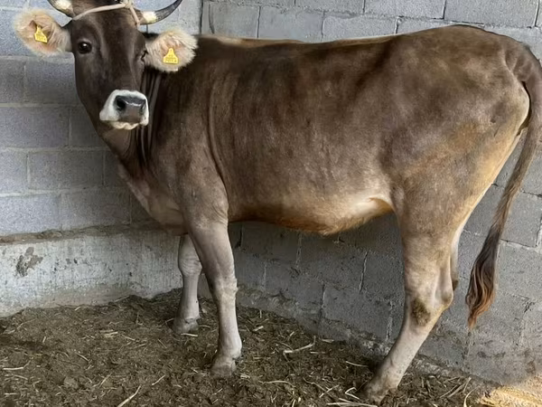 Vaca, Swiss cattle — Kirguistán