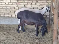 भेड़, भेड़ — फ़ोटो 3