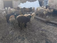 Oveja, Romanov sheep — foto 2