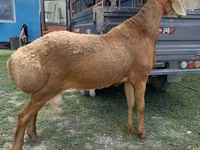 Widder, Arashan sheep — Foto 3