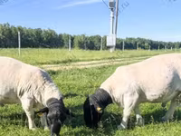 كبش, Kazakh fat-tailed coarsewool sheep — الصورة 8