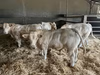 ثور, Charolais cattle — الصورة 2