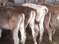 Vaca, Simmental cattle — foto 4