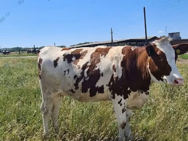 بقرة, Russian Black pied cattle
