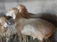 Ram, Arashan sheep — photo 5