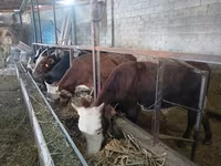 Toro, Ganado vacuno — foto 5