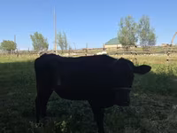 Kuh, Swiss cattle — Foto 2