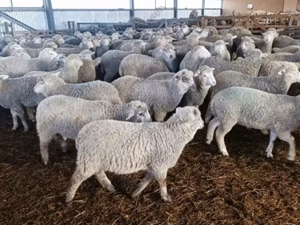 Schaf, Kuibyshev sheep