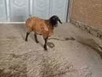 Ziege, Alpine goat — Foto 6