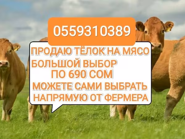 Корова, Коровы