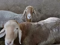 Ram, Arashan sheep — photo 6