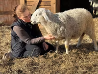 Carnero, Assaf sheep — foto 2