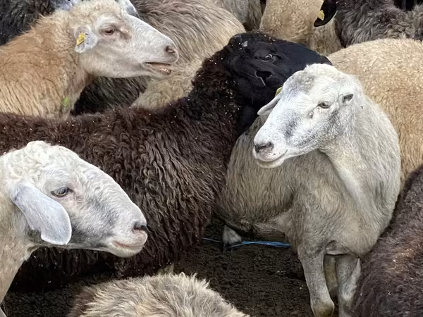 Овца, Бараны