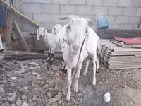 Коза, Козлы — фото 3