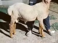Widder, Arashan sheep — Foto 2