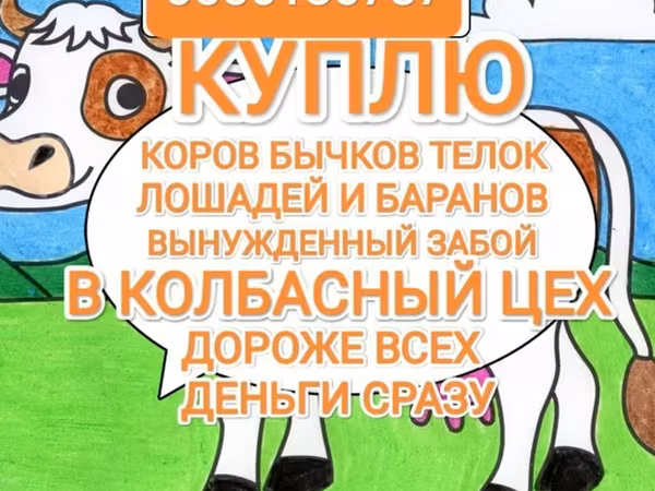 Кобыла, Лошади — Кыргызстан