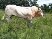 Bulle, Blonde d’Aquitane cattle — Foto 1