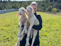 Carnero, Assaf sheep — foto 3