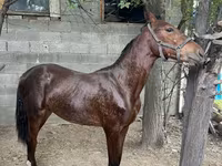 Caballo, Anglo-Arabian — foto 1