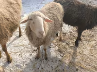 Oveja, Romanov sheep — foto 4