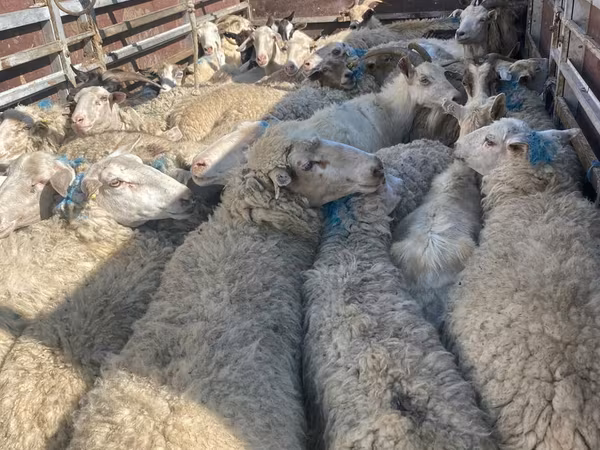 母羊, Sheep