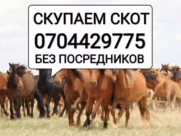 Конь, Лошади — Кыргызстан
