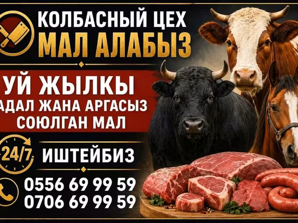 Бык, Коровы