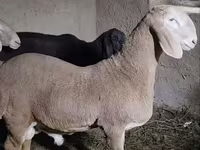 كبش, الأغنام — الصورة 4