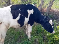 Vaca, Raza Holstein — foto 1
