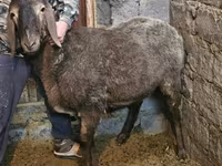 Schaf, Arashan sheep — Foto 1