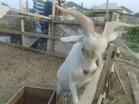 Ziegenbock, Saanen goat — Foto 1