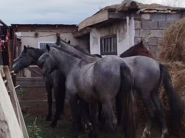 Конь, Породы лошадей