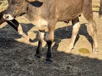 सांड, अलाताऊ नस्ल — फ़ोटो 2