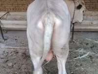 ثور, الماشية — الصورة 3
