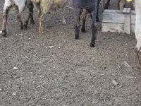 公羊, Sheep — 照片 1