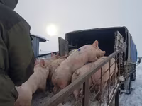 Sow, Pigs — photo 8