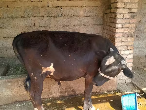 Bulle, Rinder — Usbekistan