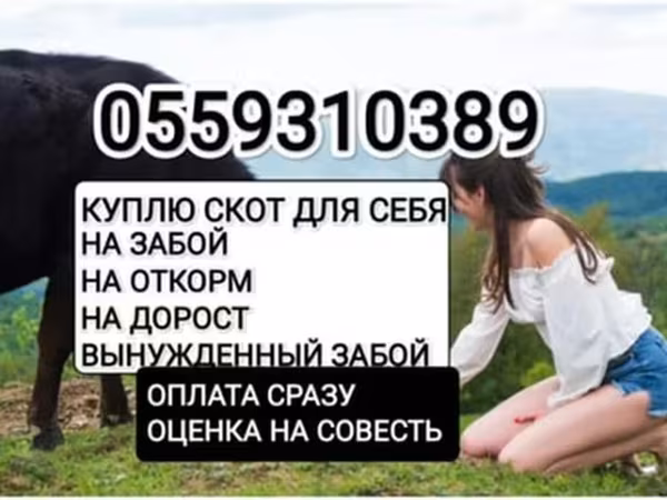 Бык, Коровы