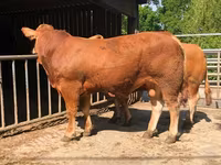 Bulle, Limousin-Kuh — Foto 1