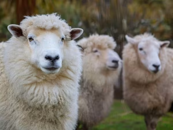 母羊, Sheep