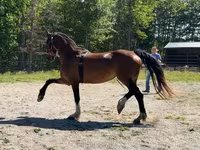 Yegua, Dutch warmblood horse — foto 3