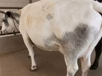 Cow, Holstein breed — photo 6