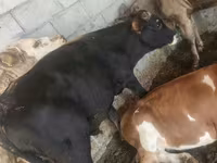 Toro, Simmental cattle — foto 5