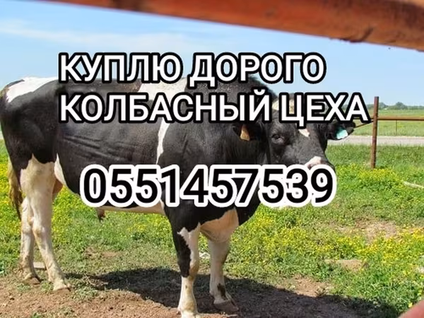 Бык, Голштинская порода