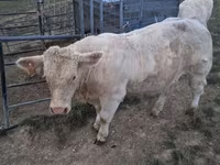 सांड, Charolais cattle — फ़ोटो 7